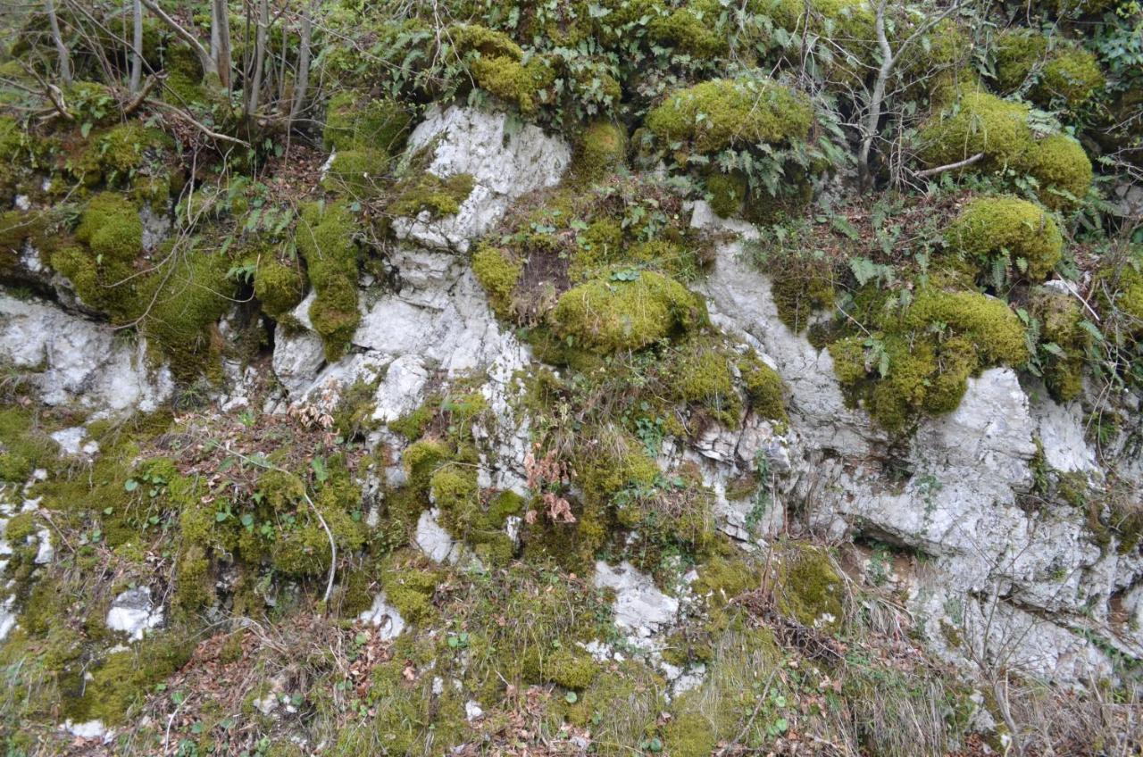 Apartma Nika Planina  Buitenkant foto